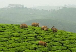 top 10 cooling place in Tamilnadu